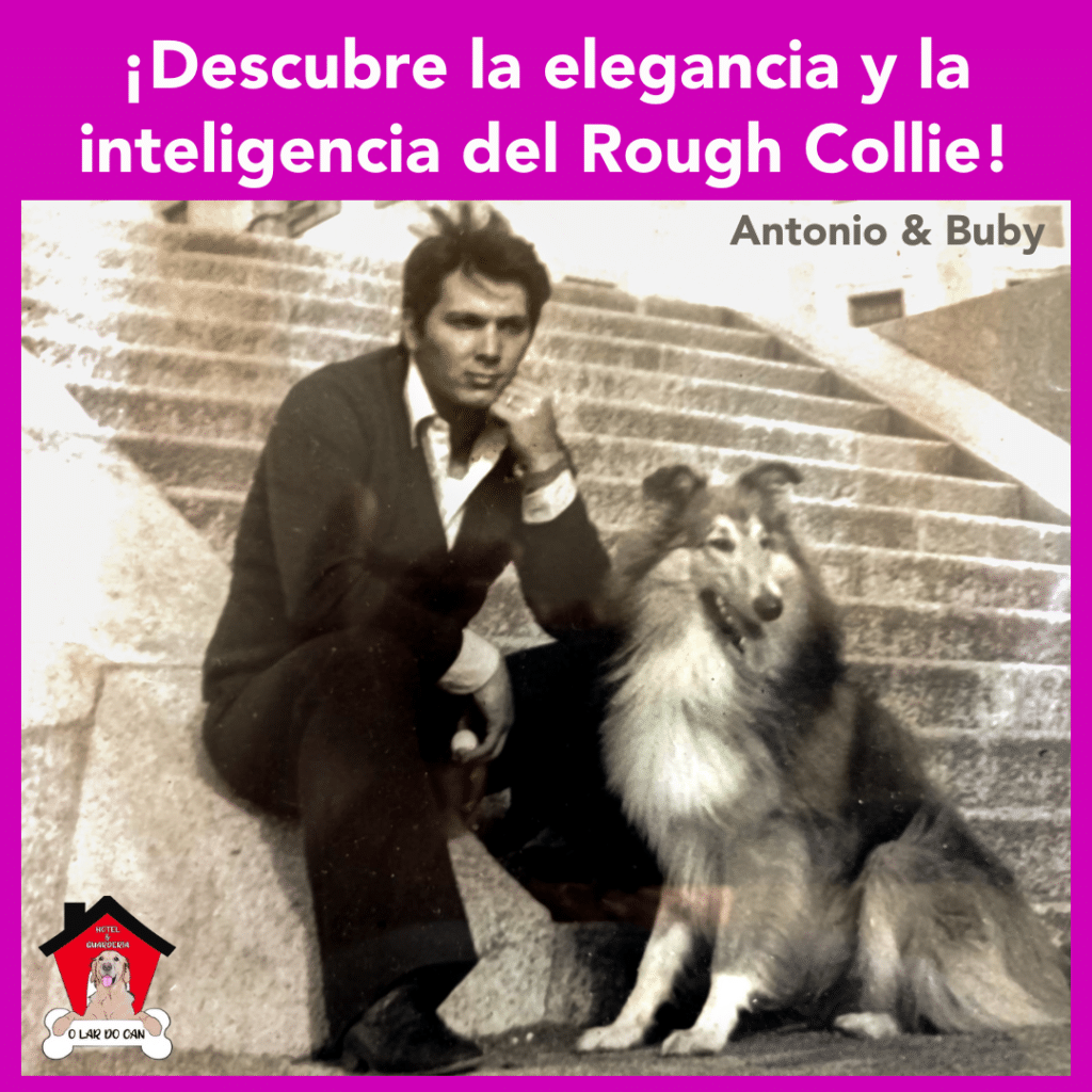 ¡Descubre la elegancia y la inteligencia del Rough Collie! 🐾✨