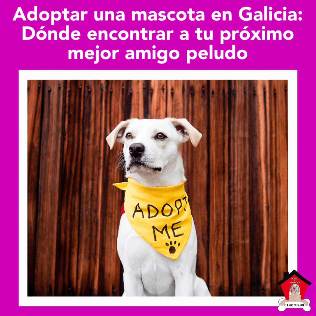 Adoptar una mascota en Galicia