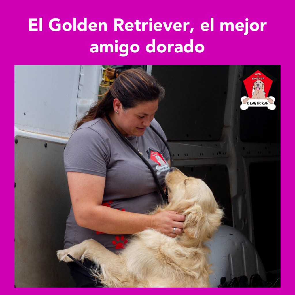 Todo lo que necesitas saber sobre el Golden Retriever: El mejor amigo dorado 🐾💛